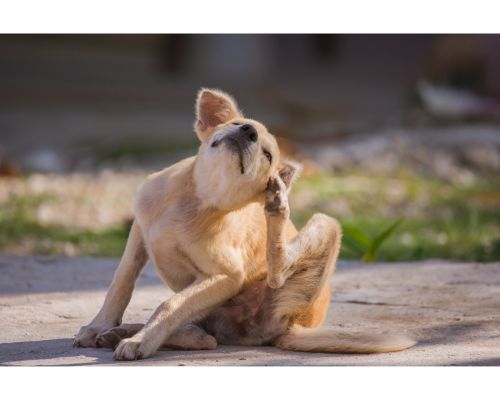 image showing a dog itching it's skin due to allergic reaction of bad ingredients