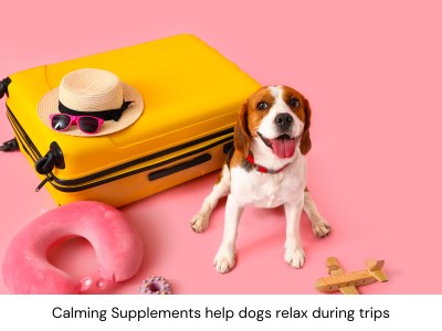 picture showing a dog ready to travel that can relax with calming supplement